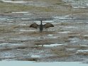 2011-09-27 10-43-34 Cormoran dans le port de L'Abbe MBo